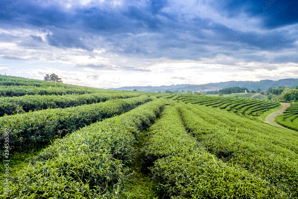 Row of tea plantations with beauty blue sky ground view.Tea plantations background in Thailand.Budding of tea tree. 