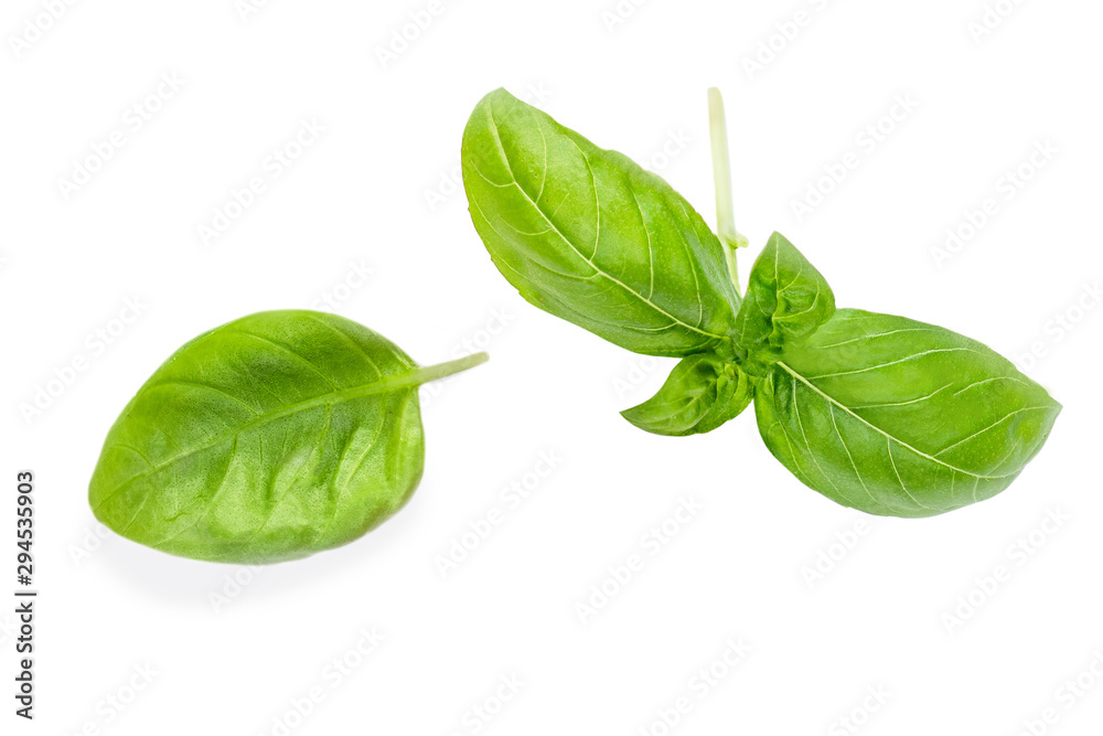 Basil herb leaves isolated on white background. Basil herb leaves isolated on white background.