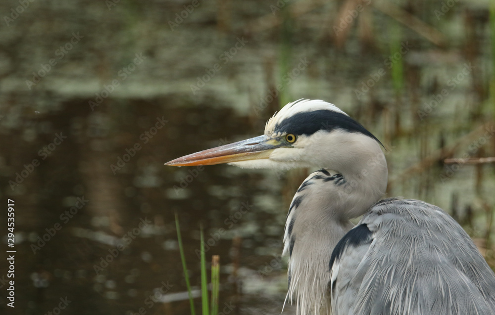 A head shot of a Grey Heron, Ardea cinerea, hunting for food in the reeds.