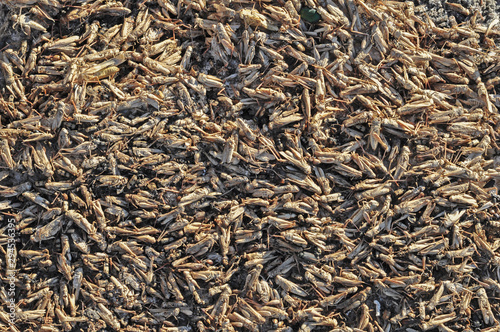 Dead locusts on the bottom of a dried salt lake photo