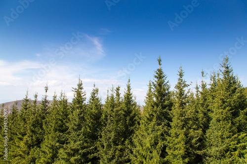 The tops of green Christmas trees. Summer mountain landscape.