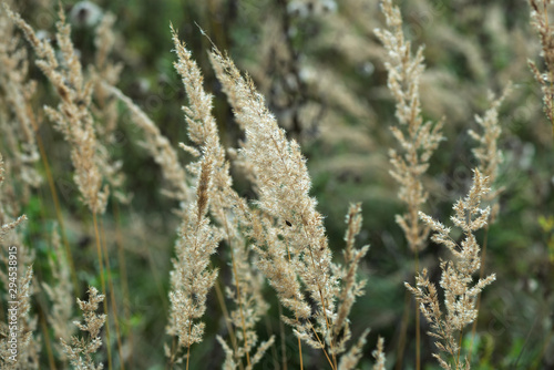 Dry grass in the meadow on a summer evening close-up