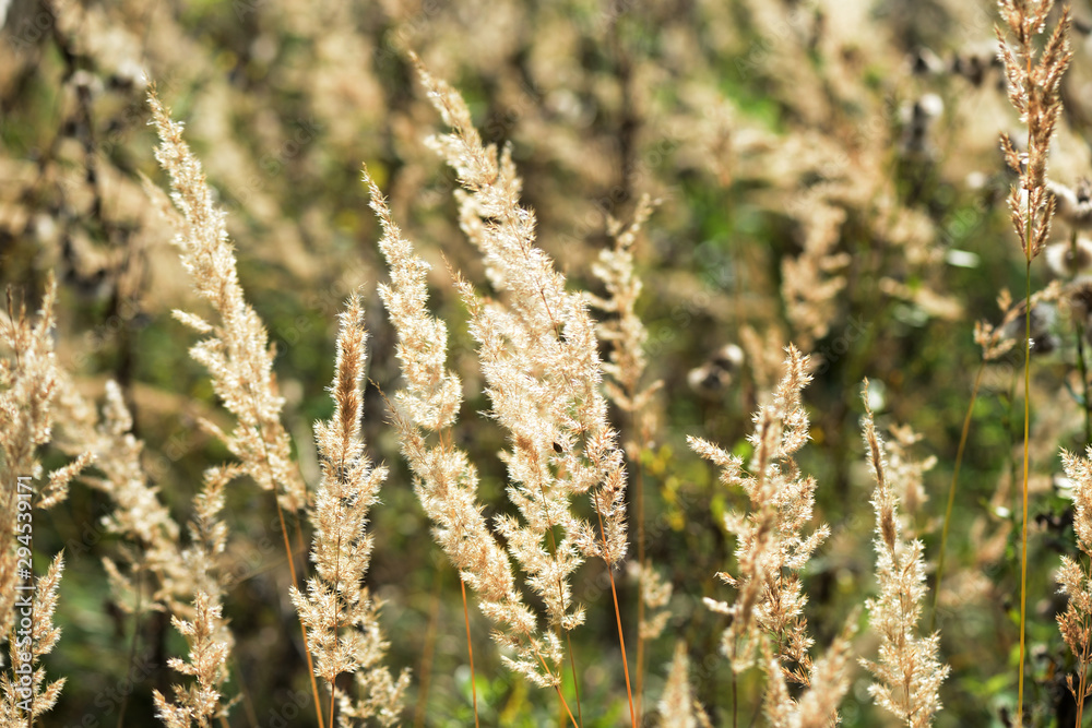 Dry grass in the meadow on a summer evening close-up