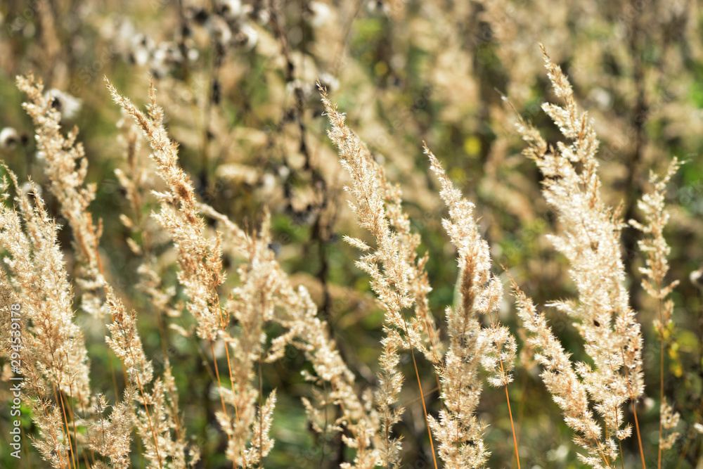 Dry grass in the meadow on a summer evening close-up Dry grass in the meadow on a summer evening close-up