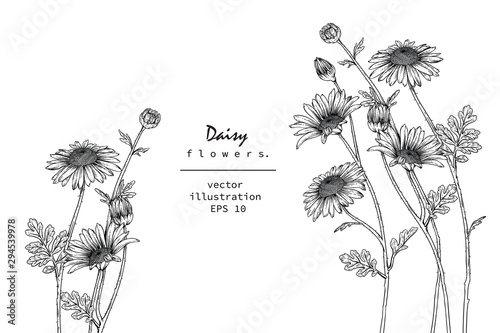 Sketch Floral Botany Collection. Daisy flower drawings. Black and white with line art on white backgrounds. Hand Drawn Botanical Illustrations. Nature Vector. photo