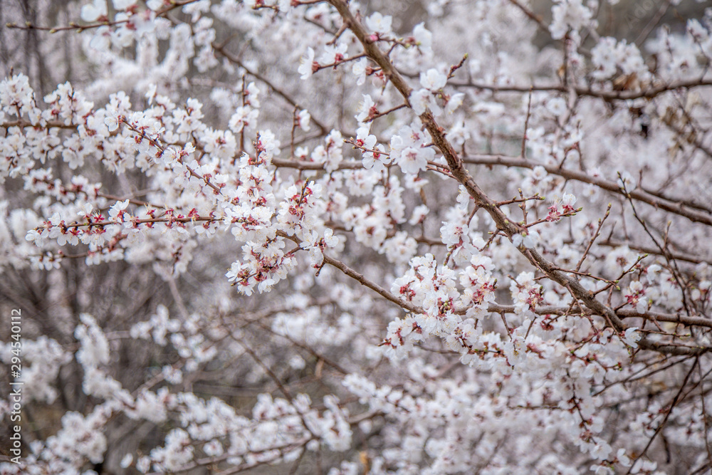 Apricot flower bloosom in Ladakh, India. White flower on branch looklike sakura blooming on winter season. Apricot flower bloosom in Ladakh, India. White flower on branch looklike sakura blooming on winter season.