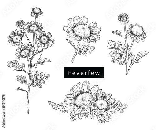 Sketch Floral Botany Collection. Feverfew flower drawings. Black and white with line art on white backgrounds. Hand Drawn Botanical Illustrations. Nature Vector. photo