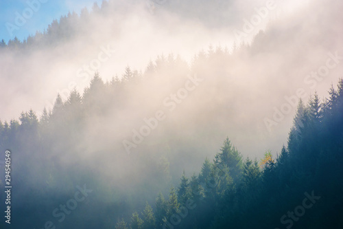 spruce trees in morning light on a hill side. Coniferous forest on foggy sunrise in Carpathian Mountains