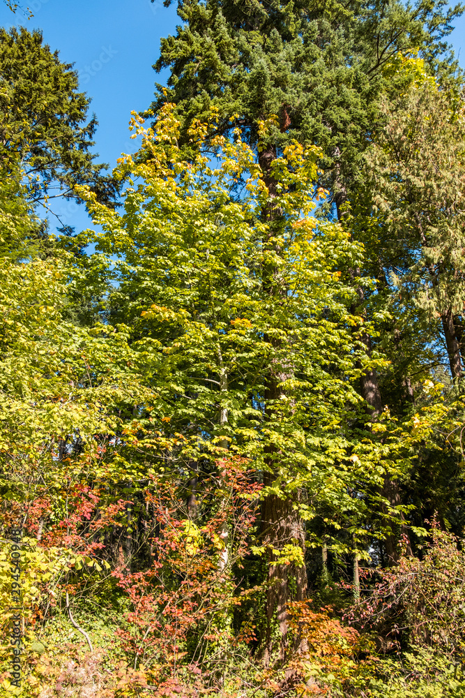 trees in the park filled with beautiful autumn foliage under the blue sky on a sunny day
