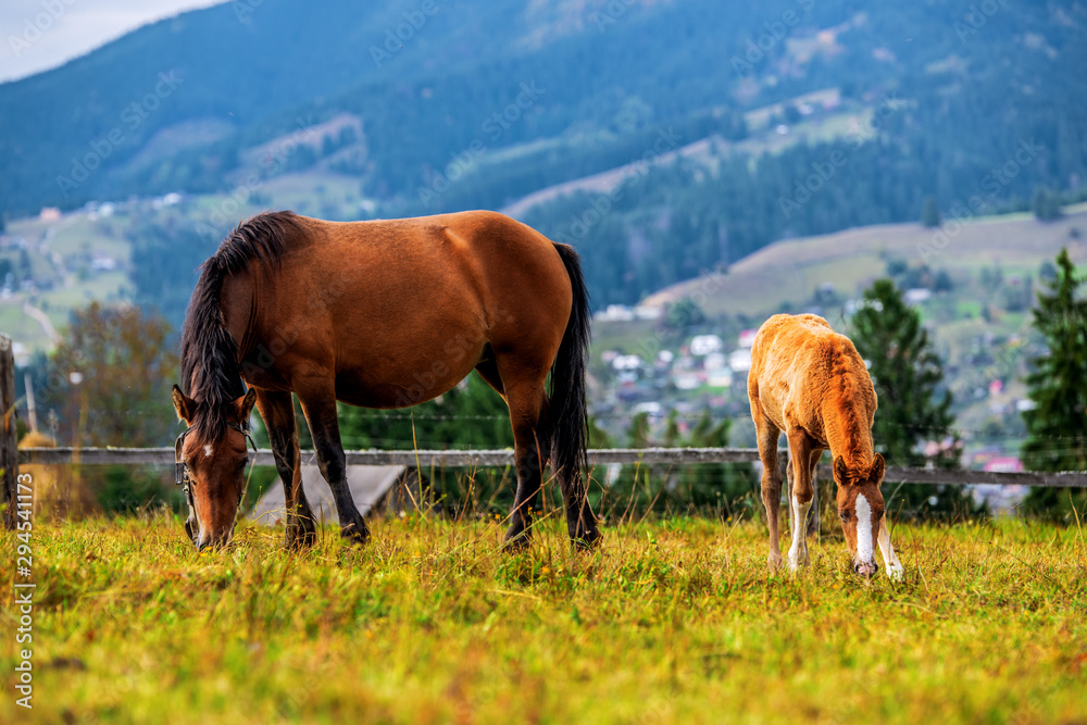 A horse with a foal in a meadow in the mountains. Carpathians. Ukraine.