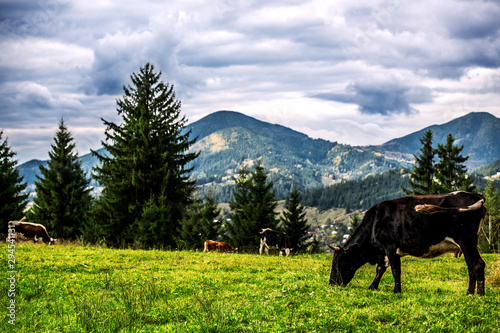 Cows graze on the mountain slopes. Carpathians. Ukraine.
