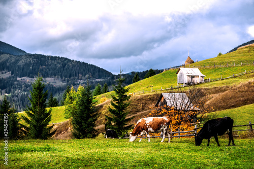 Cows graze on the mountainside in a village in the mountains. Carpathians. Ukraine.