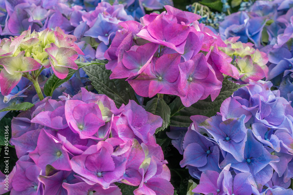 Obraz premium Purple hydrangea and blue hydrangea bloom together