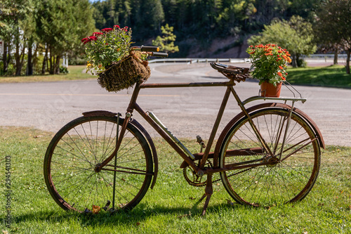 Old rusty bicycle repurposed for planting flowers as decoration in the garden
