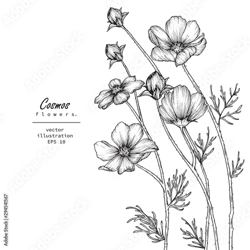  Sketch Floral Botany Collection. cosmos flower drawings. Black and white with line art on white backgrounds. Hand Drawn Botanical Illustrations. Nature Vector. Invitation card template.