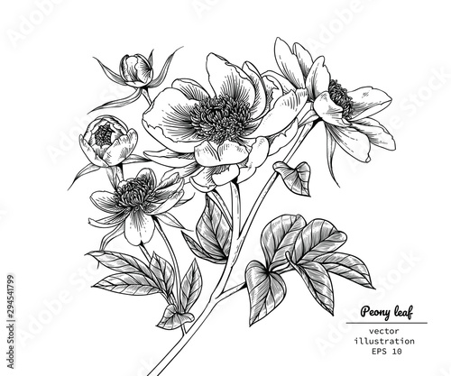 Sketch Floral Botany Collection. Peony flower drawings. Black and white with line art on white backgrounds. Hand Drawn Botanical Illustrations. Nature Vector.