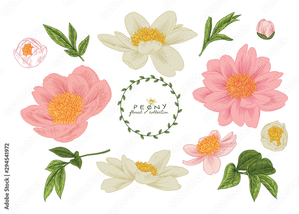 Sketch Floral Botany Collection. Pink and White Peony flower drawings. Beuatiful line art on white backgrounds. Hand Drawn Botanical Illustrations. Nature Vector.