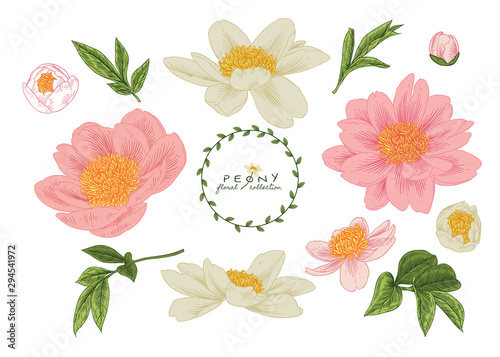 Sketch Floral Botany Collection. Pink and White Peony flower drawings. Beuatiful line art on white backgrounds. Hand Drawn Botanical Illustrations. Nature Vector. © b.illustrations
