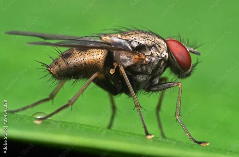 Macro Photo of Housefly on Green Leaf Macro Photo of Housefly on Green Leaf