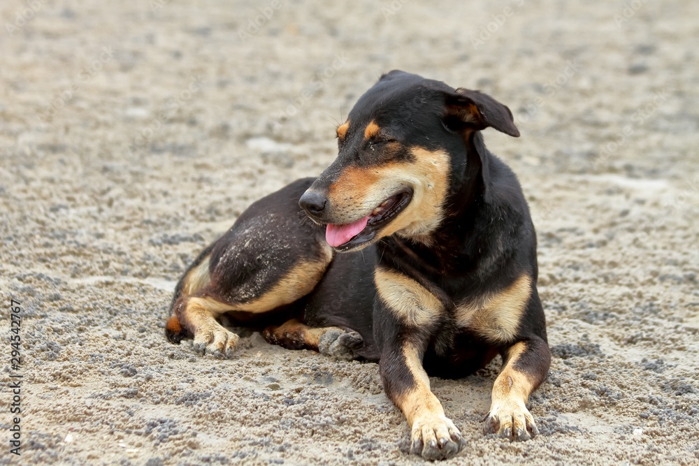 Dog black and brown color lying and relaxing on the sand beach. Dog black and brown color lying and relaxing on the sand beach.