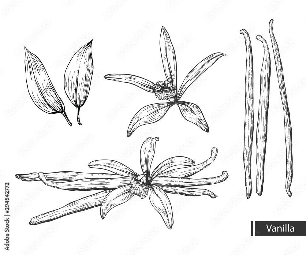 Vanilla botanical illustration. Vanilla Flower And Bean Stick Vector