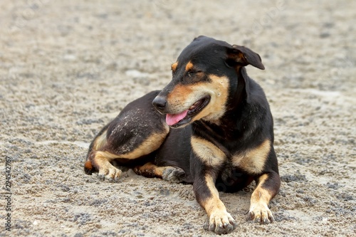 Dog black and brown color lying and relaxing  on the sand beach.