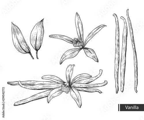 Vanilla botanical illustration. Vanilla Flower And Bean Stick Vector Drawing. Hand drawn sketch. 