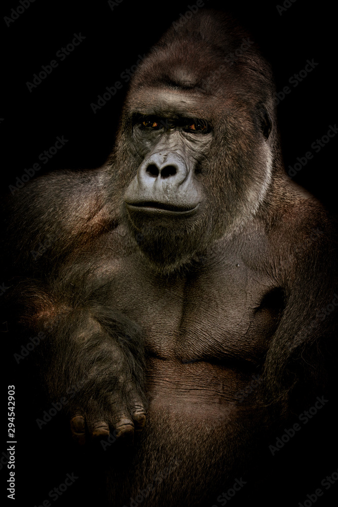 Obraz premium Male gorilla in black
