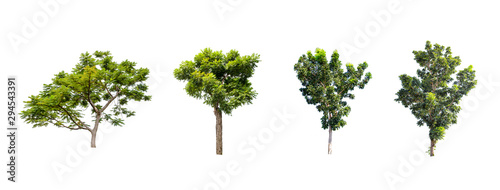 Collections green trees isolated on white background