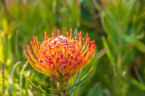 Single orange pincushion bloom or Leucospermum, highlighted by natural light, against green blurred background photo