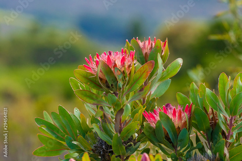 Group of King protea blooms, Protea cynaroides, some tuning to dead heads for seeds, with blurred background, South Africa