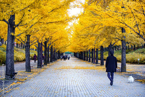 Tourists walking along Gingko Tree Tunnel at Azuma Sports Park in Autumn, Fukushima, Japan photo