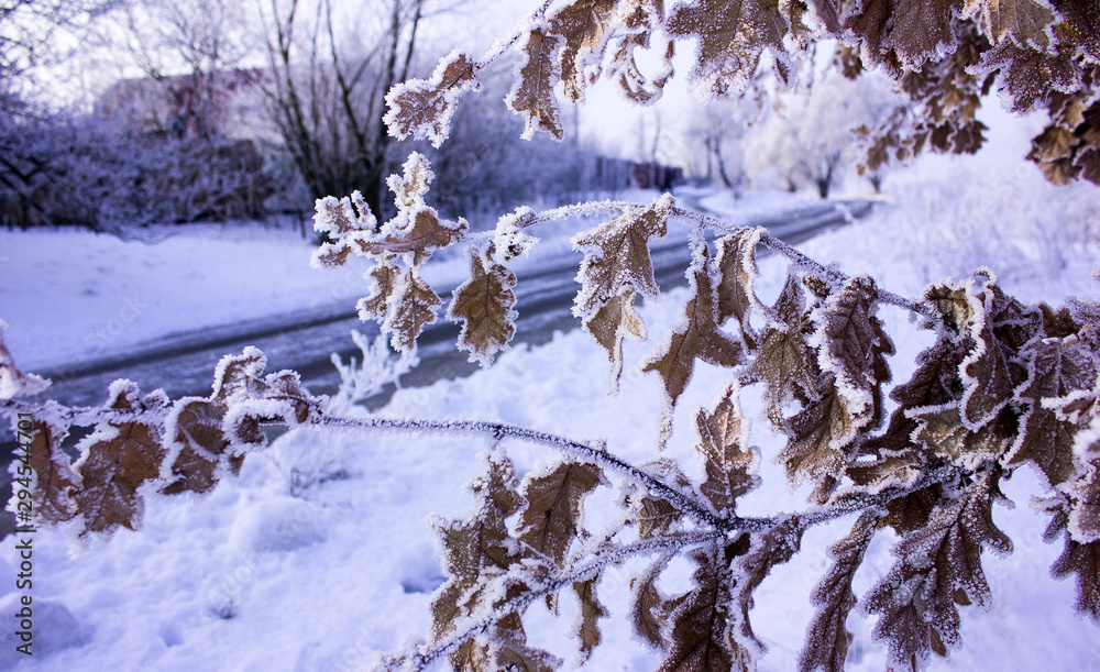 Winter landscape. Blue oak branches under winter snowfall, closeup of winter nature, free space for text. Winter background with falling snow, Winter nature Winter landscape. Blue oak branches under winter snowfall, closeup of winter nature, free space for text. Winter background with falling snow, Winter nature