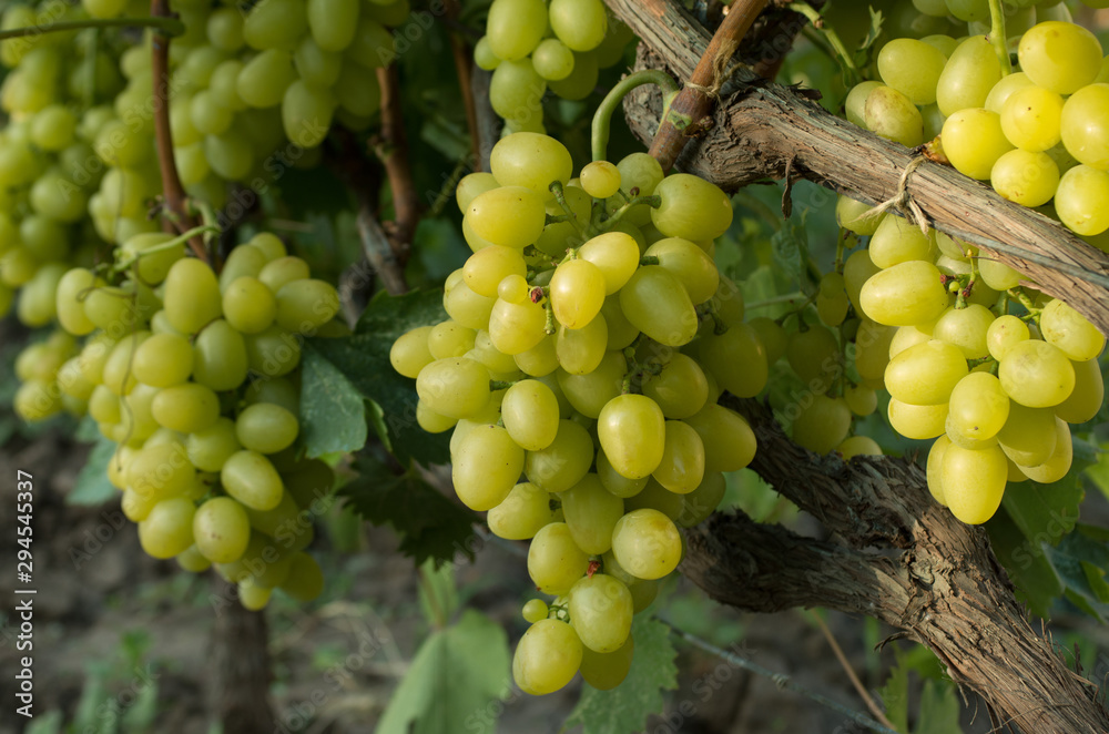 green grape on the branch green grape on the branch
