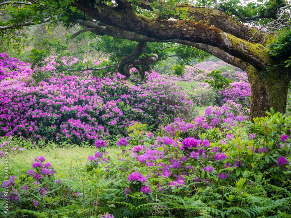 Obraz premium Rhododendron am Killarney National Park in Ireland