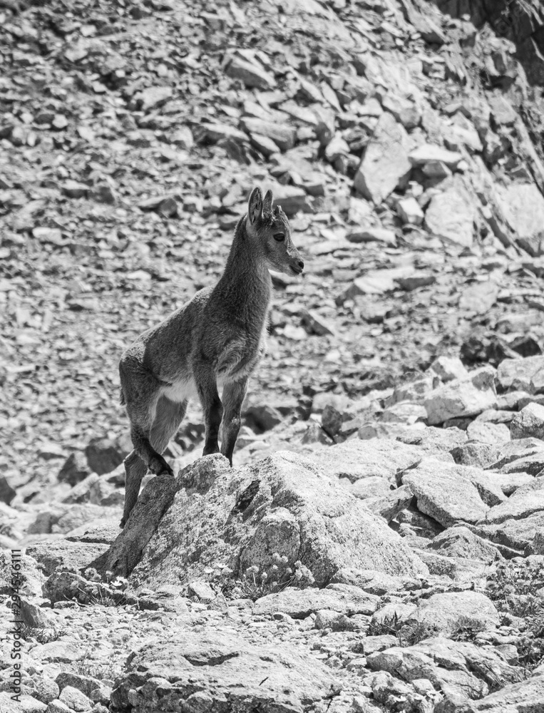 Naklejka premium chamois