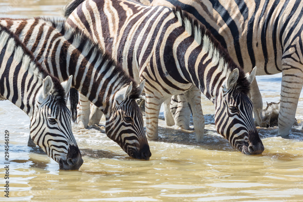 group of zebras in a row drinking at waterhole group of zebras in a row drinking at waterhole