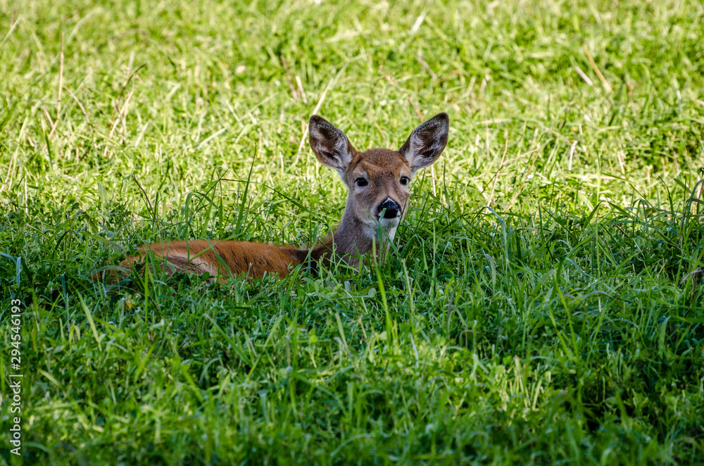 Whitetail Fawn In The Colville National Forest. Whitetail Fawn In The Colville National Forest.