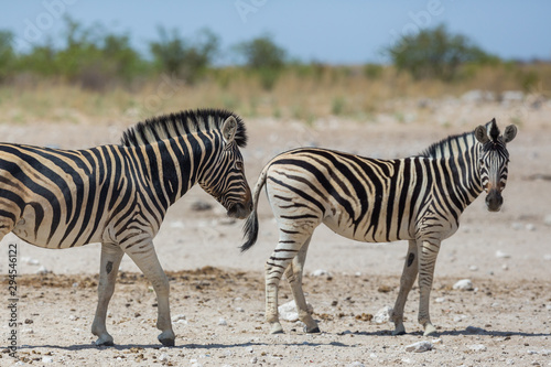 two wildlife zebras standing on dry savanna ground