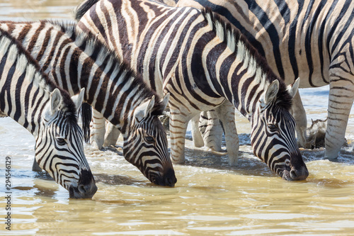 group of zebras in a row drinking at waterhole