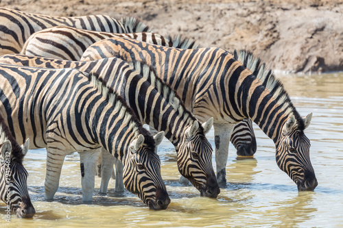 herd of zebras in a row drinking at waterhole in sunshine