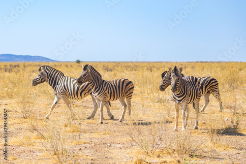 group of four zebras in natural grassland savanna  blue sky