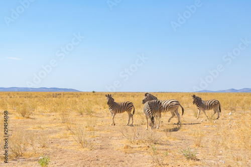 Fototapeta Naklejka Na Ścianę i Meble -  group of four wildlife zebras in natural grassland habitat