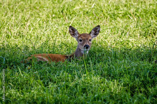 Whitetail Fawn In The Colville National Forest.
