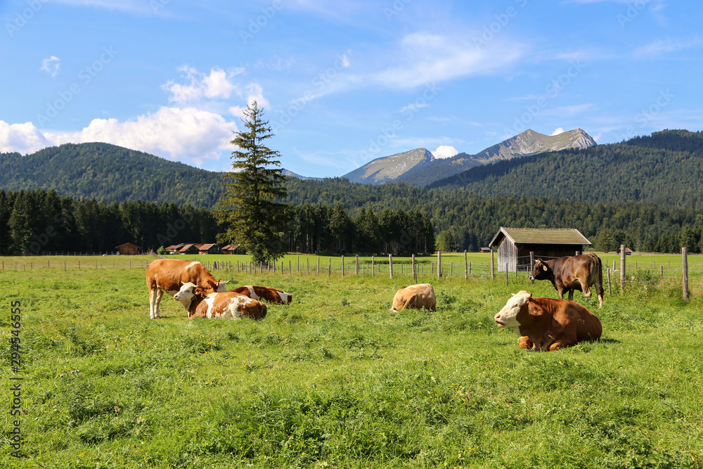 Cows on mountain meadows in the Austrian Alps