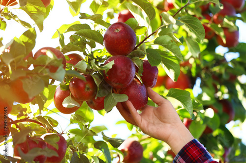 Fotografija Woman picking ripe apple from tree outdoors, closeup