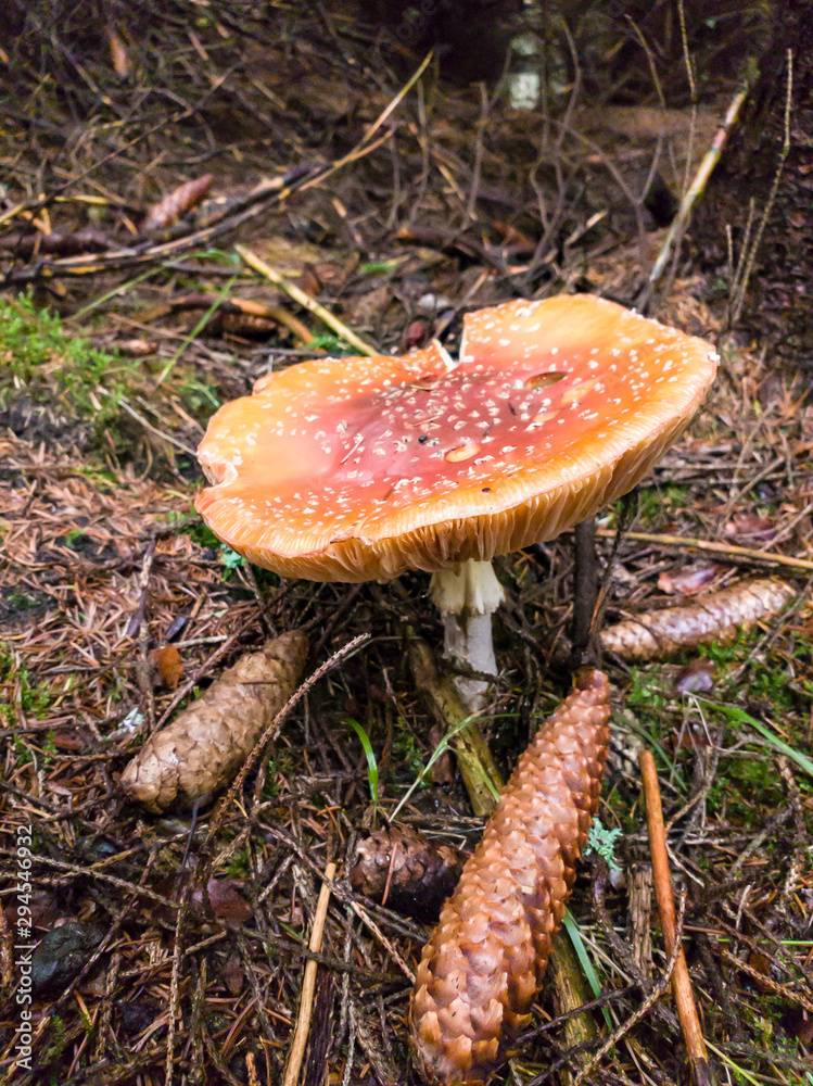 Ein schöner Fliegenpilz im Märchenhaften Wald, Ein schöner Fliegenpilz im Märchenhaften Wald,