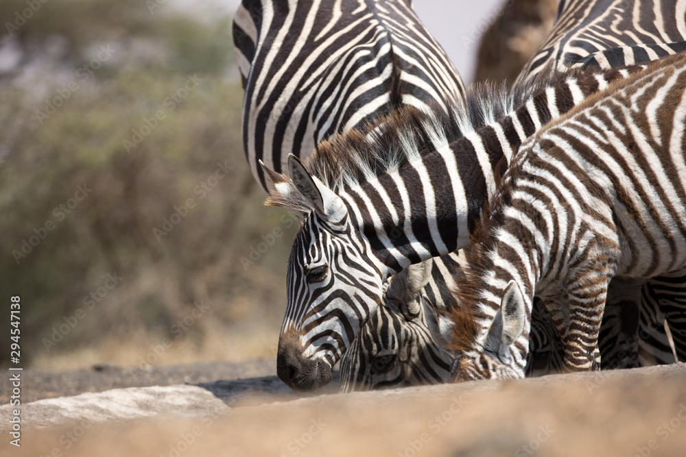 Zebras (Equus quagga) drinking at a waterhole - Kenya Zebras (Equus quagga) drinking at a waterhole - Kenya