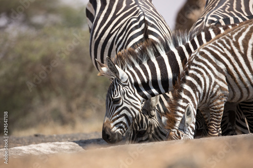 Zebras  Equus quagga  drinking at a waterhole - Kenya