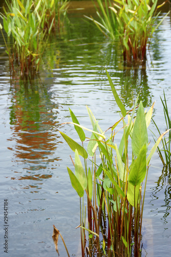Thalia dealbata, Water Canna Plants in a Garden Pond